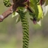 Japanese walnut - Juglans ailantifolia var. cordiformis | Fotografijos autorius : Gintautas Steiblys | © Macronature.eu | Macro photography web site