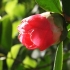 Japoninė kamelija - Camellia japonica | Fotografijos autorius : Gintautas Steiblys | © Macrogamta.lt | Šis tinklapis priklauso bendruomenei kuri domisi makro fotografija ir fotografuoja gyvąjį makro pasaulį.