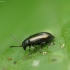 Javinė kopūstinukė - Phyllotreta vittula ? | Fotografijos autorius : Vidas Brazauskas | © Macrogamta.lt | Šis tinklapis priklauso bendruomenei kuri domisi makro fotografija ir fotografuoja gyvąjį makro pasaulį.