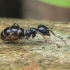 Jet Ant - Lasius fuliginosus | Fotografijos autorius : Gintautas Steiblys | © Macronature.eu | Macro photography web site