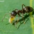 Jet ant - Lasius fuliginosus and aphid - Panaphis juglandis | Fotografijos autorius : Oskaras Venckus | © Macronature.eu | Macro photography web site