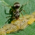 Jet ant - Lasius fuliginosus and aphids - Panaphis juglandis  | Fotografijos autorius : Oskaras Venckus | © Macronature.eu | Macro photography web site