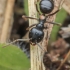 Juodoji medžių skruzdėlė - Lasius fuliginosus | Fotografijos autorius : Gintautas Steiblys | © Macronature.eu | Macro photography web site