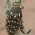 Jewel Beetle - Julodis sp. ♀ | Fotografijos autorius : Gintautas Steiblys | © Macronature.eu | Macro photography web site