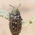 Jewel Beetle - Julodis sp. ♂ | Fotografijos autorius : Gintautas Steiblys | © Macronature.eu | Macro photography web site