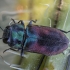 Jewel beetle - Anthaxia brevis | Fotografijos autorius : Žilvinas Pūtys | © Macronature.eu | Macro photography web site