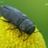 Jewel beetle - Anthaxia quadripunctata  | Fotografijos autorius : Gintautas Steiblys | © Macronature.eu | Macro photography web site