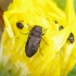 Jewel beetle - Anthaxia quadripunctata | Fotografijos autorius : Romas Ferenca | © Macronature.eu | Macro photography web site