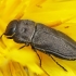 Jewel beetle - Anthaxia quadripunctata | Fotografijos autorius : Gintautas Steiblys | © Macronature.eu | Macro photography web site