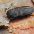 Jewel beetle - Anthaxia quadripunctata | Fotografijos autorius : Gintautas Steiblys | © Macronature.eu | Macro photography web site