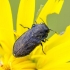Jewel beetle - Anthaxia quadripunctata | Fotografijos autorius : Darius Baužys | © Macronature.eu | Macro photography web site