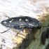 Jewel beetle - Buprestis novemmaculata | Fotografijos autorius : Romas Ferenca | © Macronature.eu | Macro photography web site