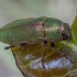 Jewel beetle - Perotis chlorana | Fotografijos autorius : Žilvinas Pūtys | © Macronature.eu | Macro photography web site