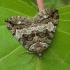 July Highflyer Moth - Hydriomena furcata | Fotografijos autorius : Žilvinas Pūtys | © Macronature.eu | Macro photography web site