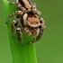 Jumping Spider - Evarcha falcata  | Fotografijos autorius : Gintautas Steiblys | © Macrogamta.lt | Šis tinklapis priklauso bendruomenei kuri domisi makro fotografija ir fotografuoja gyvąjį makro pasaulį.