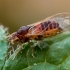 Jumping plant-lice - Cacopsylla sp. | Fotografijos autorius : Oskaras Venckus | © Macronature.eu | Macro photography web site