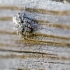Jumping spider | Attulus terebratus | Fotografijos autorius : Darius Baužys | © Macronature.eu | Macro photography web site