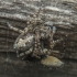 Žievinis dėmėtšoklis - Attulus terebratus (kopuliacija) | Fotografijos autorius : Gintautas Steiblys | © Macronature.eu | Macro photography web site