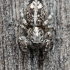 Žievinis dėmėtšokis - Attulus terebratus ♀ | Fotografijos autorius : Gintautas Steiblys | © Macronature.eu | Macro photography web site