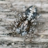 Jumping spider - Attulus terebratus ♂ | Fotografijos autorius : Arūnas Eismantas | © Macronature.eu | Macro photography web site