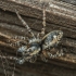 Jumping spider - Attulus terebratus ♂ | Fotografijos autorius : Gintautas Steiblys | © Macronature.eu | Macro photography web site