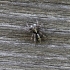 Jumping spider - Attulus terebratus | Fotografijos autorius : Vytautas Tamutis | © Macronature.eu | Macro photography web site