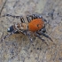 Jumping spider - Cyrba algerina ♂ | Fotografijos autorius : Gintautas Steiblys | © Macrogamta.lt | Šis tinklapis priklauso bendruomenei kuri domisi makro fotografija ir fotografuoja gyvąjį makro pasaulį.