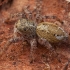 Jumping spider - Dendryphantes hastatus ♀ | Fotografijos autorius : Žilvinas Pūtys | © Macronature.eu | Macro photography web site