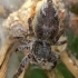 Jumping spider - Dendryphantes hastatus  | Fotografijos autorius : Gintautas Steiblys | © Macrogamta.lt | Šis tinklapis priklauso bendruomenei kuri domisi makro fotografija ir fotografuoja gyvąjį makro pasaulį.