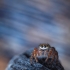 Didysis pušinukas - Dendryphantes hastatus | Fotografijos autorius : Mindaugas Leliunga | © Macrogamta.lt | Šis tinklapis priklauso bendruomenei kuri domisi makro fotografija ir fotografuoja gyvąjį makro pasaulį.