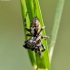 Jumping Spider - Dendryphantes hastatus | Fotografijos autorius : Kazimieras Martinaitis | © Macronature.eu | Macro photography web site