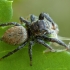 Jumping spider - Evarcha falcata ♀ | Fotografijos autorius : Žilvinas Pūtys | © Macrogamta.lt | Šis tinklapis priklauso bendruomenei kuri domisi makro fotografija ir fotografuoja gyvąjį makro pasaulį.