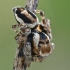 Jumping spider - Evarcha falcata ♂ | Fotografijos autorius : Gintautas Steiblys | © Macrogamta.lt | Šis tinklapis priklauso bendruomenei kuri domisi makro fotografija ir fotografuoja gyvąjį makro pasaulį.