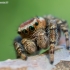 Jumping spider - Evarcha falcata | Fotografijos autorius : Oskaras Venckus | © Macrogamta.lt | Šis tinklapis priklauso bendruomenei kuri domisi makro fotografija ir fotografuoja gyvąjį makro pasaulį.