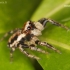 Jumping spider - Evarcha falcata | Fotografijos autorius : Lukas Jonaitis | © Macrogamta.lt | Šis tinklapis priklauso bendruomenei kuri domisi makro fotografija ir fotografuoja gyvąjį makro pasaulį.