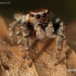 Jumping spider - Evarcha falcata | Fotografijos autorius : Lukas Jonaitis | © Macrogamta.lt | Šis tinklapis priklauso bendruomenei kuri domisi makro fotografija ir fotografuoja gyvąjį makro pasaulį.