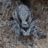 Jumping spider - Menemerus taeniatus ♀ | Fotografijos autorius : Žilvinas Pūtys | © Macronature.eu | Macro photography web site