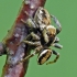 Jumping spiders - Evarcha falcata (copulation) | Fotografijos autorius : Darius Baužys | © Macrogamta.lt | Šis tinklapis priklauso bendruomenei kuri domisi makro fotografija ir fotografuoja gyvąjį makro pasaulį.