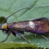 Juodagalvė ilgaūsė makštinė kandis - Cauchas rufimitrella ♀ | Fotografijos autorius : Žilvinas Pūtys | © Macrogamta.lt | Šis tinklapis priklauso bendruomenei kuri domisi makro fotografija ir fotografuoja gyvąjį makro pasaulį.