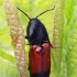 Juodagalvis kelmaspragšis - Ampedus balteatus | Fotografijos autorius : Gintautas Steiblys | © Macrogamta.lt | Šis tinklapis priklauso bendruomenei kuri domisi makro fotografija ir fotografuoja gyvąjį makro pasaulį.