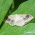 Juodajuostis sprindžiukas (Idaea aversata f. remutata) | Fotografijos autorius : Aleksandras Naryškin | © Macrogamta.lt | Šis tinklapis priklauso bendruomenei kuri domisi makro fotografija ir fotografuoja gyvąjį makro pasaulį.