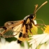 Juodalksninis stiklasparnis - Synanthedon mesiaeformis | Fotografijos autorius : Ramunė Vakarė | © Macrogamta.lt | Šis tinklapis priklauso bendruomenei kuri domisi makro fotografija ir fotografuoja gyvąjį makro pasaulį.