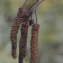 Juodalksnis - Alnus glutinosa, vyr. žirginėliai | Fotografijos autorius : Gintautas Steiblys | © Macrogamta.lt | Šis tinklapis priklauso bendruomenei kuri domisi makro fotografija ir fotografuoja gyvąjį makro pasaulį.