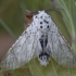 Juodapilvis dviuodegis - Cerura erminea ♂ | Fotografijos autorius : Žilvinas Pūtys | © Macrogamta.lt | Šis tinklapis priklauso bendruomenei kuri domisi makro fotografija ir fotografuoja gyvąjį makro pasaulį.