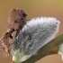 Juodaraštis ankstyvasis pelėdgalvis - Orthosia gothica | Fotografijos autorius : Arūnas Eismantas | © Macrogamta.lt | Šis tinklapis priklauso bendruomenei kuri domisi makro fotografija ir fotografuoja gyvąjį makro pasaulį.