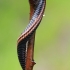 Juodasis šimtakojis - Ommatoiulus sabulosus | Fotografijos autorius : Gintautas Steiblys | © Macrogamta.lt | Šis tinklapis priklauso bendruomenei kuri domisi makro fotografija ir fotografuoja gyvąjį makro pasaulį.