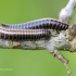 Juodasis šimtakojis - Ommatoiulus sabulosus | Fotografijos autorius : Darius Baužys | © Macrogamta.lt | Šis tinklapis priklauso bendruomenei kuri domisi makro fotografija ir fotografuoja gyvąjį makro pasaulį.