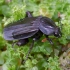 Juodasis maitvabalis - Necrodes littoralis ♂ | Fotografijos autorius : Romas Ferenca | © Macrogamta.lt | Šis tinklapis priklauso bendruomenei kuri domisi makro fotografija ir fotografuoja gyvąjį makro pasaulį.