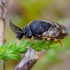 Juodasis pušinis pjūklelis - Diprion similis | Fotografijos autorius : Romas Ferenca | © Macrogamta.lt | Šis tinklapis priklauso bendruomenei kuri domisi makro fotografija ir fotografuoja gyvąjį makro pasaulį.