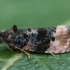 Juodataškė metendotenija - Metendothenia atropunctana | Fotografijos autorius : Žilvinas Pūtys | © Macrogamta.lt | Šis tinklapis priklauso bendruomenei kuri domisi makro fotografija ir fotografuoja gyvąjį makro pasaulį.